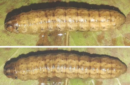 Réf. 299 555 : Agrotis exclamationis
